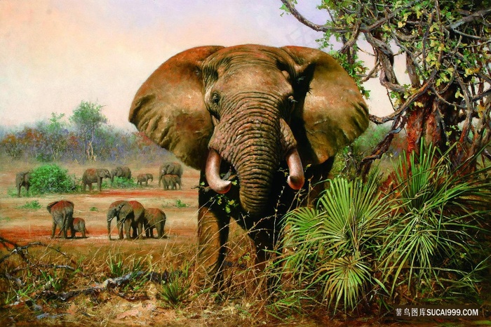 野生大象高清油画风景画