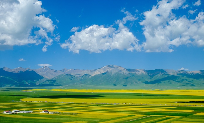2021.06门源油菜花场景摄影图片