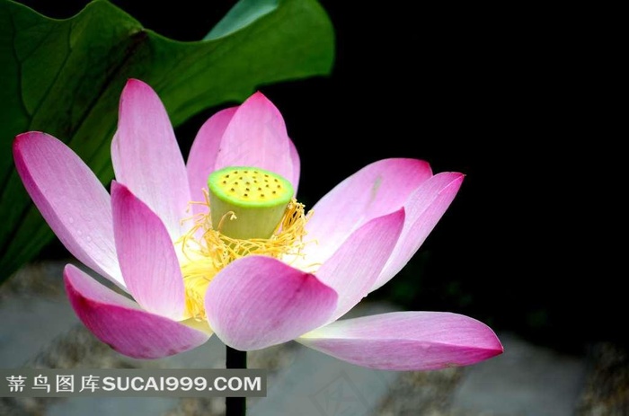 美丽荷花特写高清鲜花图片