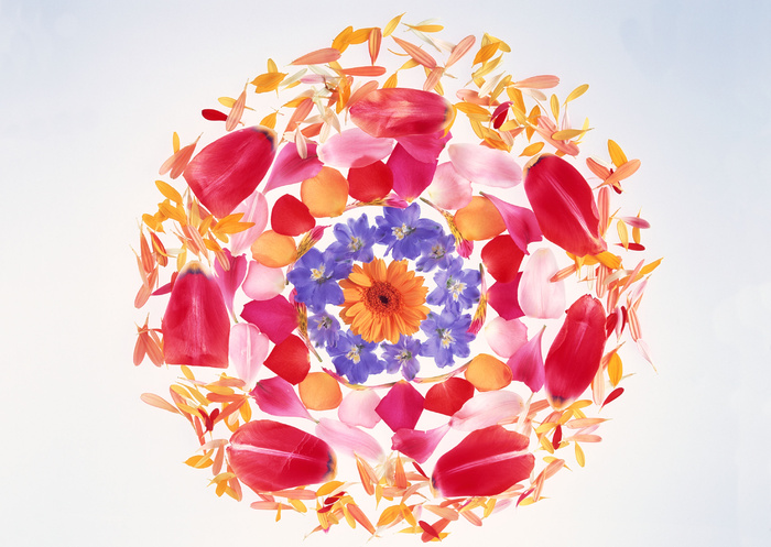 花团锦簇花瓣和紫花