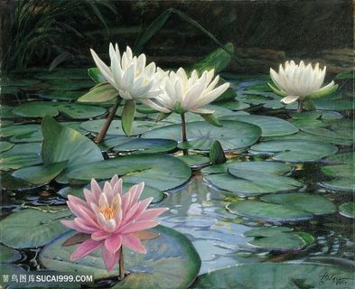 荷花荷叶时尚风景画