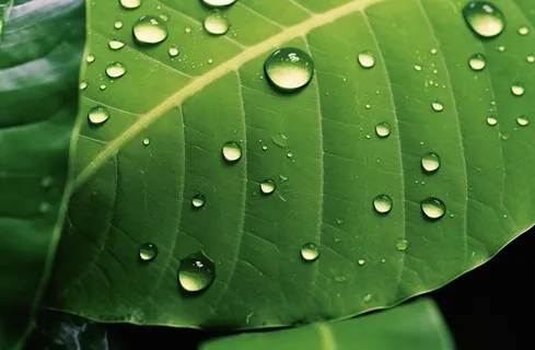 露珠绿叶摄影背景