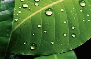 露珠绿叶摄影背景
