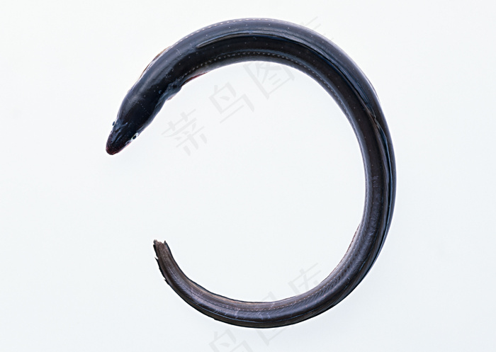 水生物 255