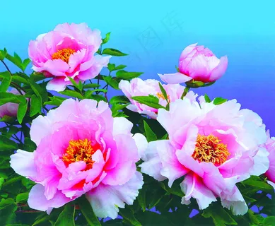 淡雅粉色牡丹花图片