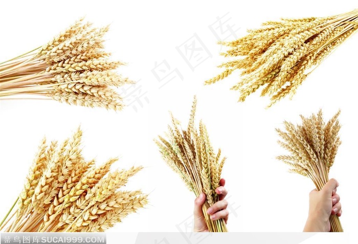 拿在手上丰收的麦子麦穗
