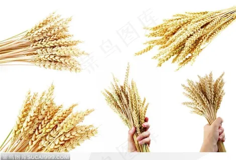 拿在手上丰收的麦子麦穗 拿在手上丰收的麦子麦穗