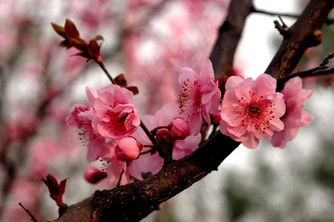 高清粉红梅花图片下载 高清粉红梅花图片下载