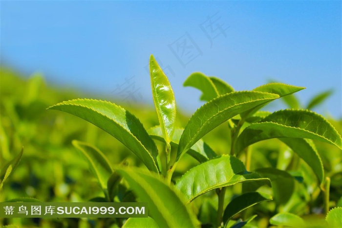 葱绿茶树微距近景特写摄影高清图片