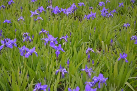 鸢尾花图片下载