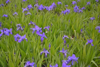 鸢尾花图片下载