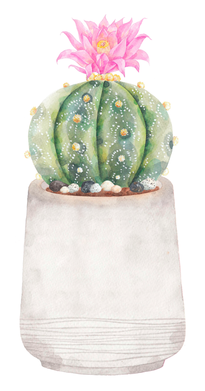 手绘 仙人球 花卉 水彩画