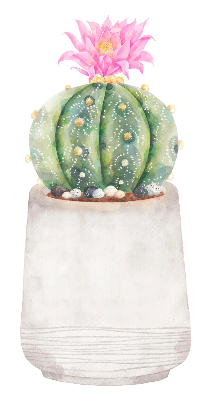 手绘 仙人球 花卉 水彩画