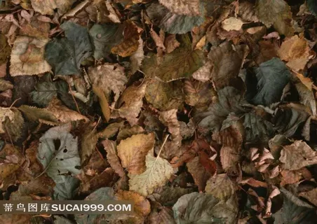 枯叶素材图片