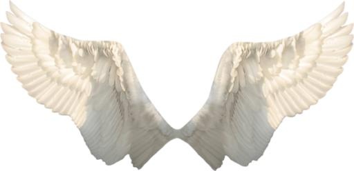 翅膀 PNG免抠(600x291)