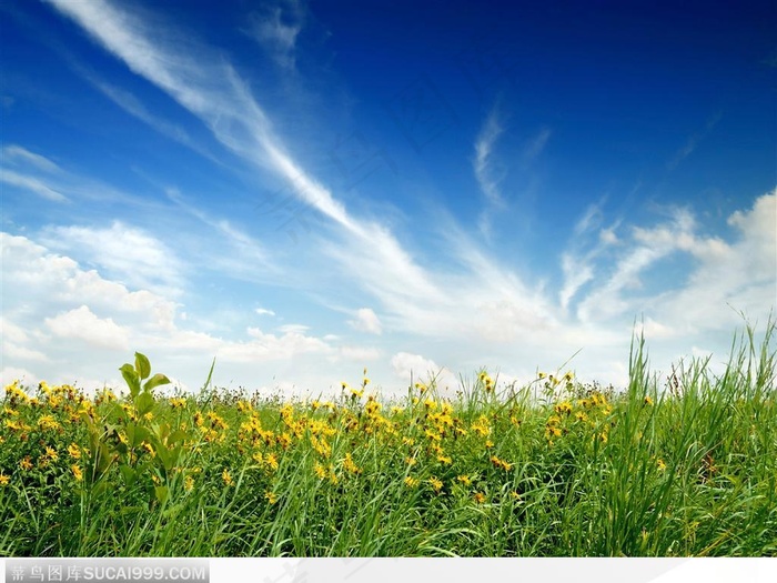 蓝天白云与草地野花