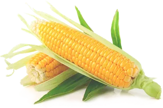 现代农业玉米 (3)