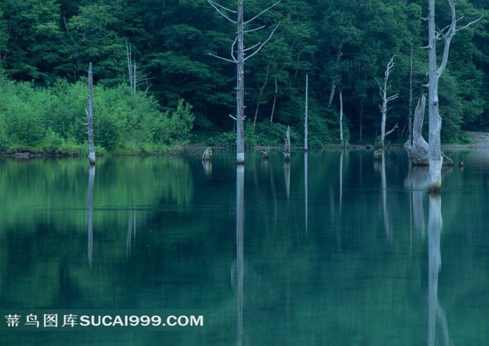山水剪影水中直立的树