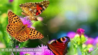 蝴蝶嘻戏唯美图