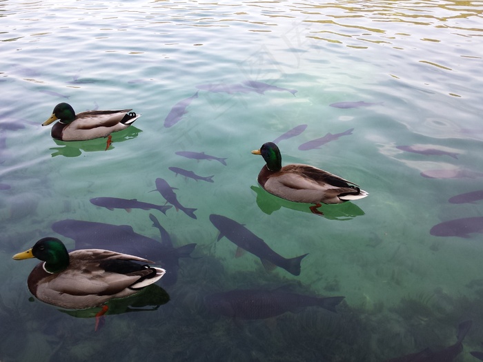 三只绿头鸭图片