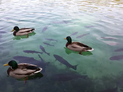 三只绿头鸭图片 三只绿头鸭图片