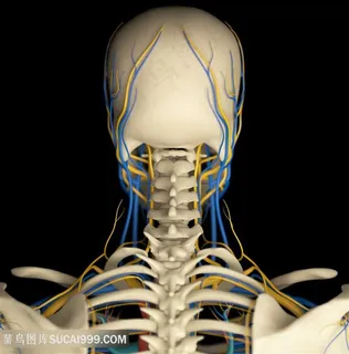 人体后脑骨骼图片