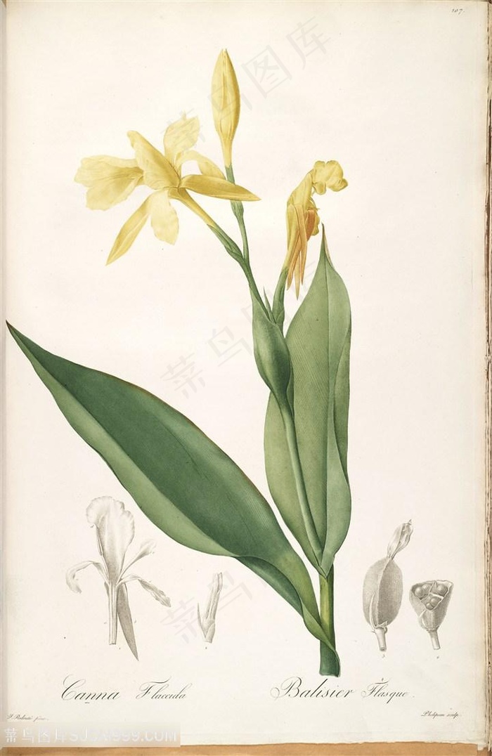 雷杜德原版高清花草图谱唯美花卉植物