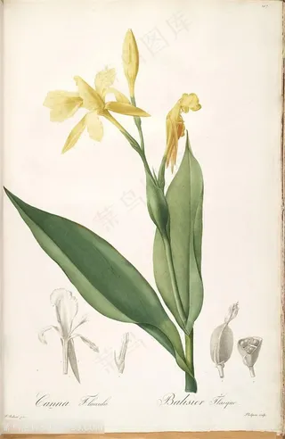 雷杜德原版高清花草图谱唯美花卉植物