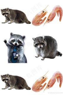 浣熊和虾免抠素材 浣熊和虾免抠素材