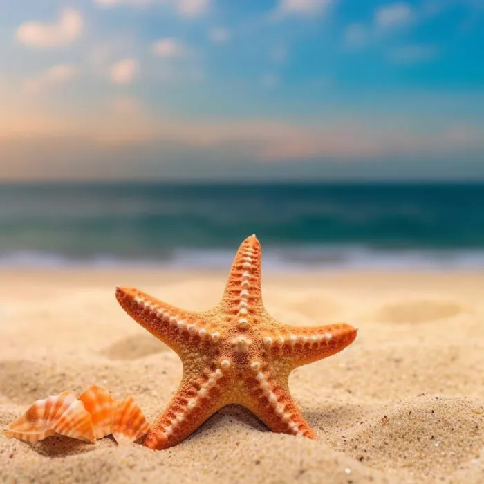 在沙滩上的海星的照片海滩背景地中海海滩背景沙子和大海(4096x4096)