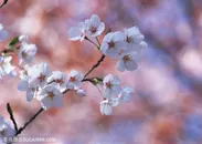 花卉物语-漂亮的白色梅花