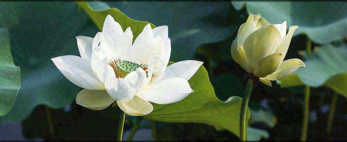 夏天白荷花荷花池，处暑小暑大暑夏至立夏摄影图(1712x704)