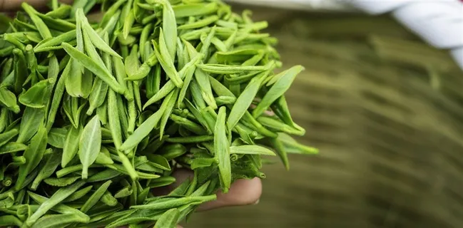 春天清明节茶叶 春天清明节茶叶