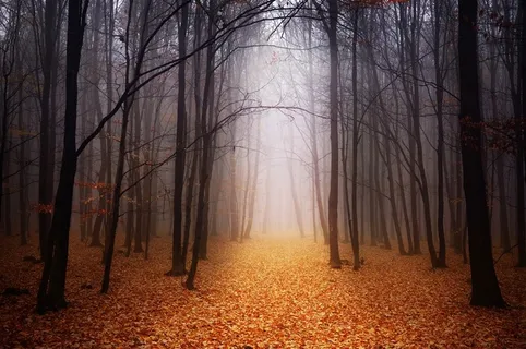 高清唯美森林树林风景图片