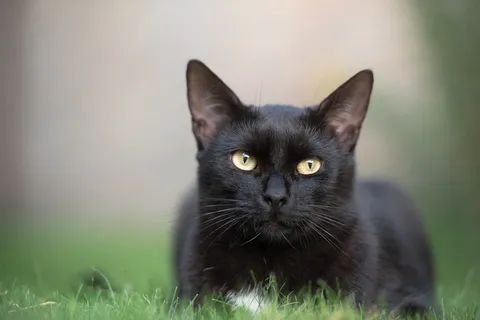 可爱猫猫图片 可爱猫猫图片