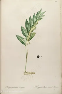 原版高清雷杜德花草树叶图谱插画 原版高清雷杜德花草树叶图谱插画