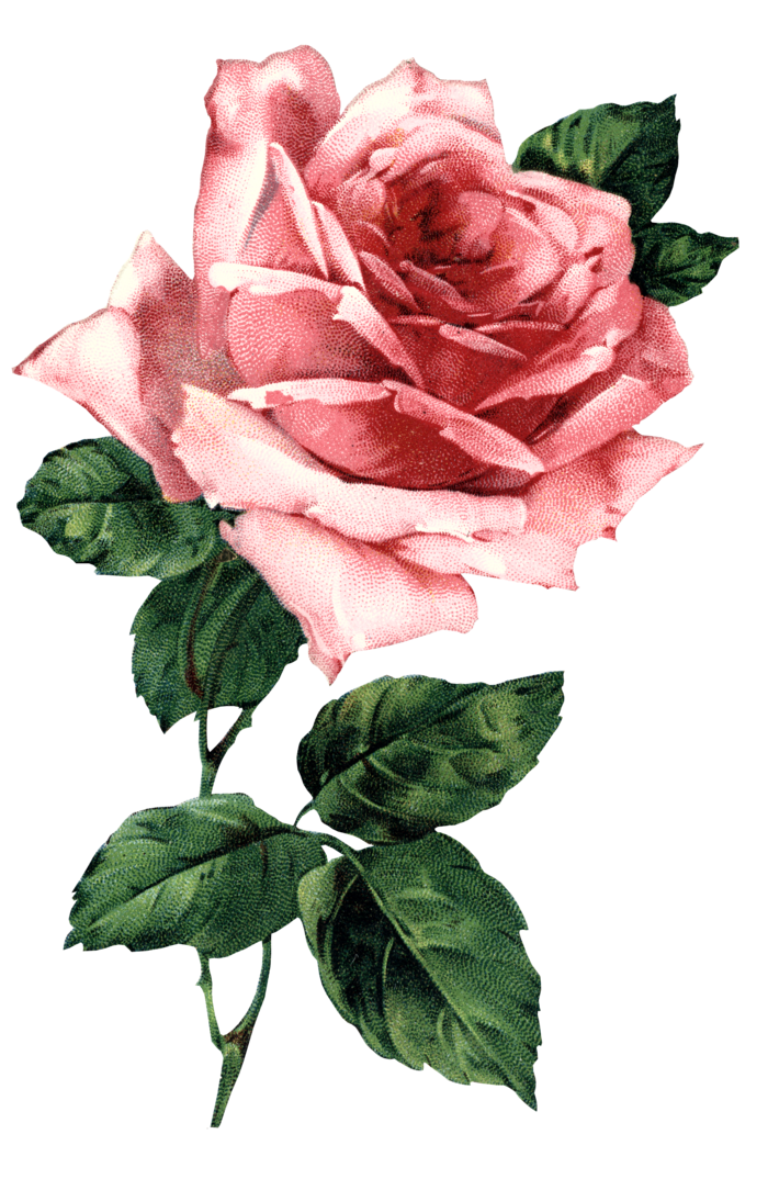 古典花卉png免扣素材