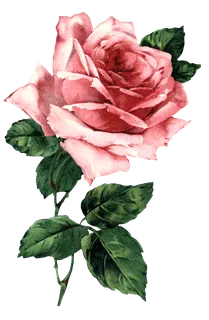 古典花卉png免扣素材