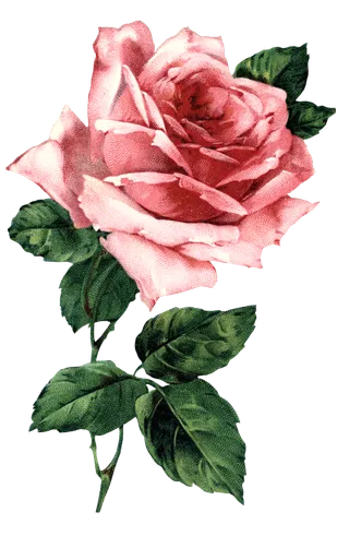 古典花卉png免扣素材