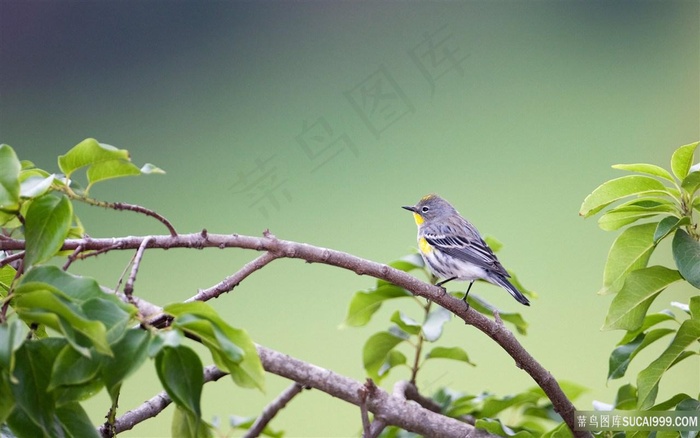 树枝鸟唯美壁纸