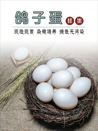 鸽子大全展板10