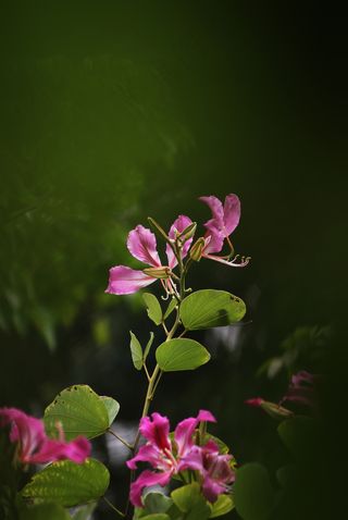茉莉花摄影高清图片