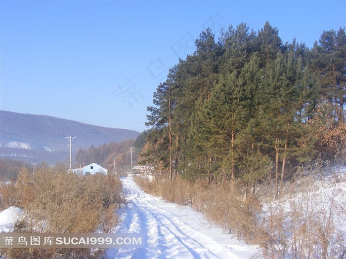 高清冰雪山路松树林摄影