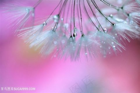 高清唯美水珠蒲公英唯美鲜花图片