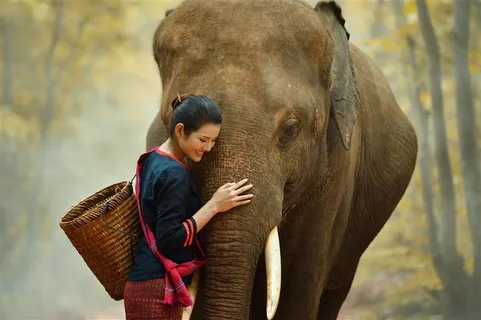 美女抱着大象图片