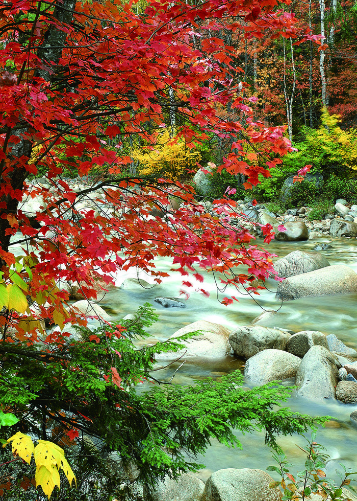 溪流枫叶树风景画油画