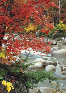 溪流枫叶树风景画油画 溪流枫叶树风景画油画