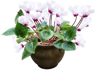 仙客来盆栽图片