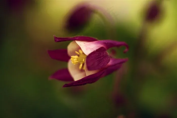 紫色唯美鲜花图片