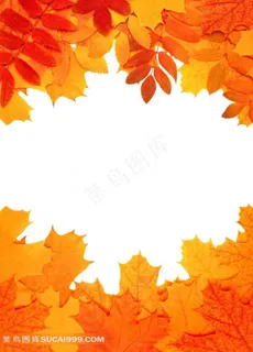 火红的枫叶写真素材图片下载